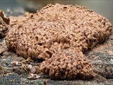 Tubulifera arachnoidea (Synonym: Tubifera ferruginosa) ist im jungen Zustand zuerst weiß, dann orangerot bis scharlachrot und erinnert in dieser Phase an eine Himbeere. Vor der Reife dann dunkelbraun bis schwarz.